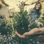 Innovatie in groenvoorziening met plantenbakken van Citytree